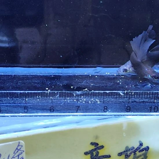 孔雀鱼26蓝礼服绒球一对