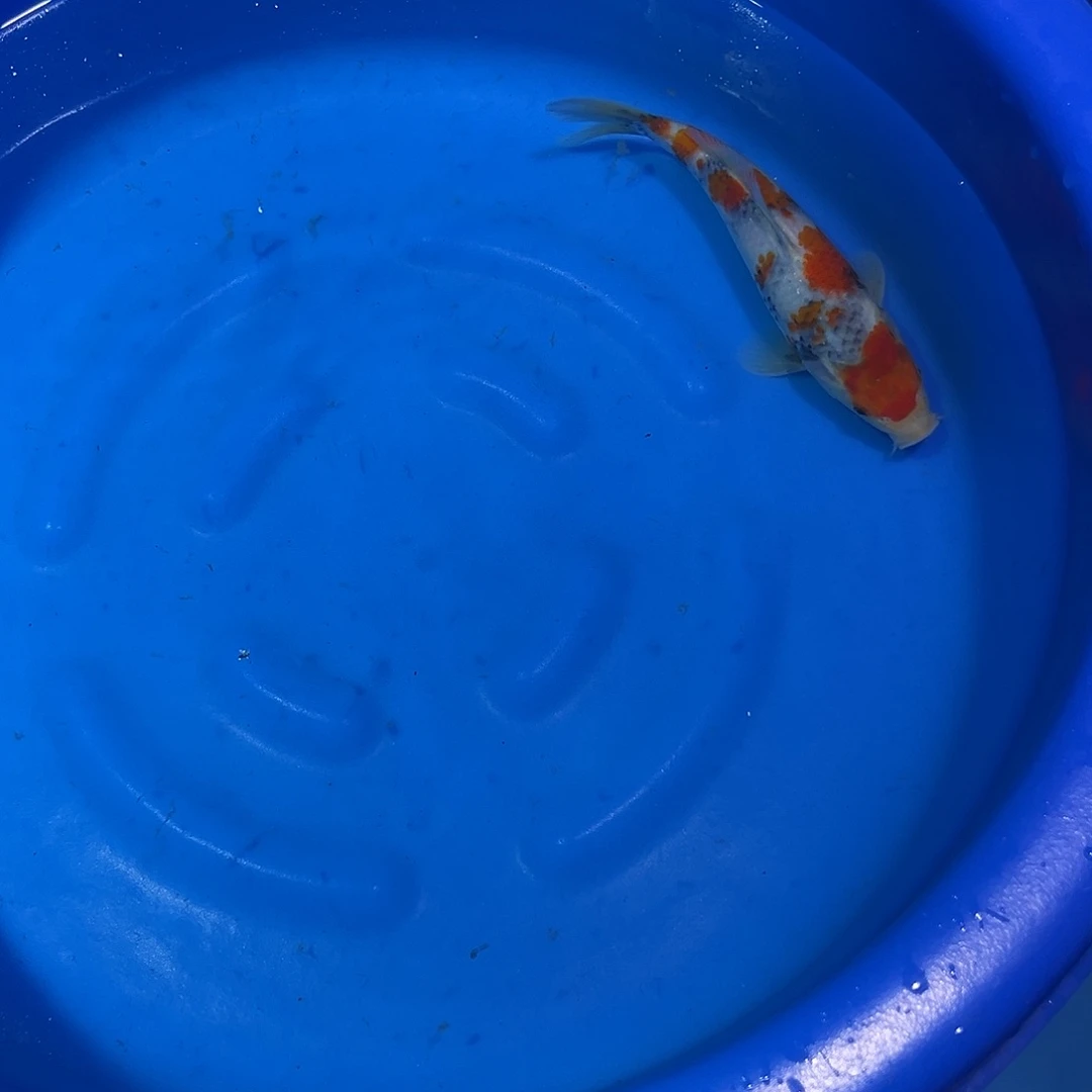 海水鱼精品大日蒙娜丽莎