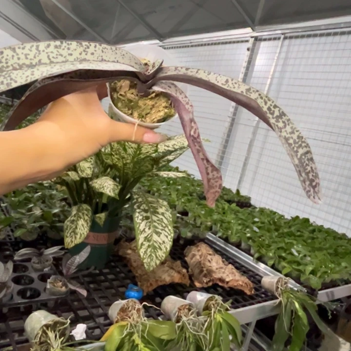 宽***人不开花植物黑银差价