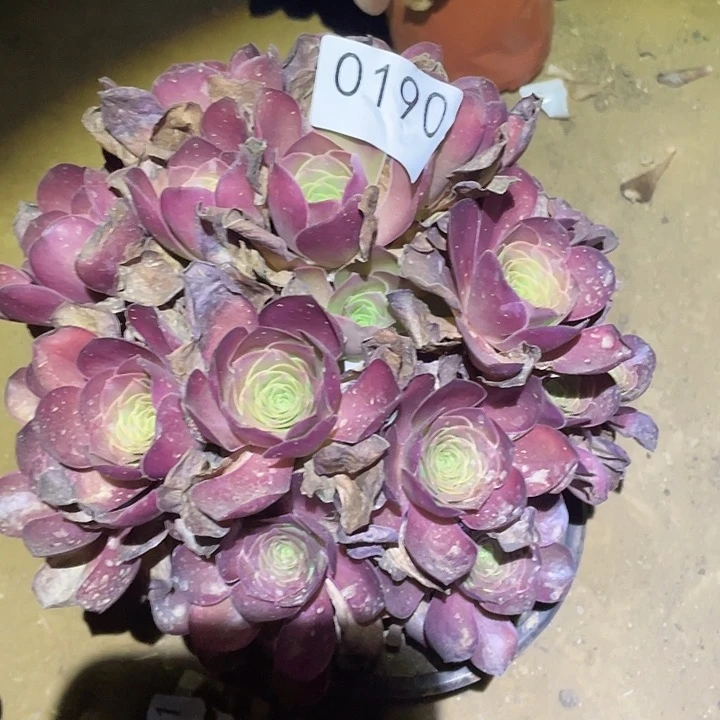 多肉植物法师190美金玫瑰