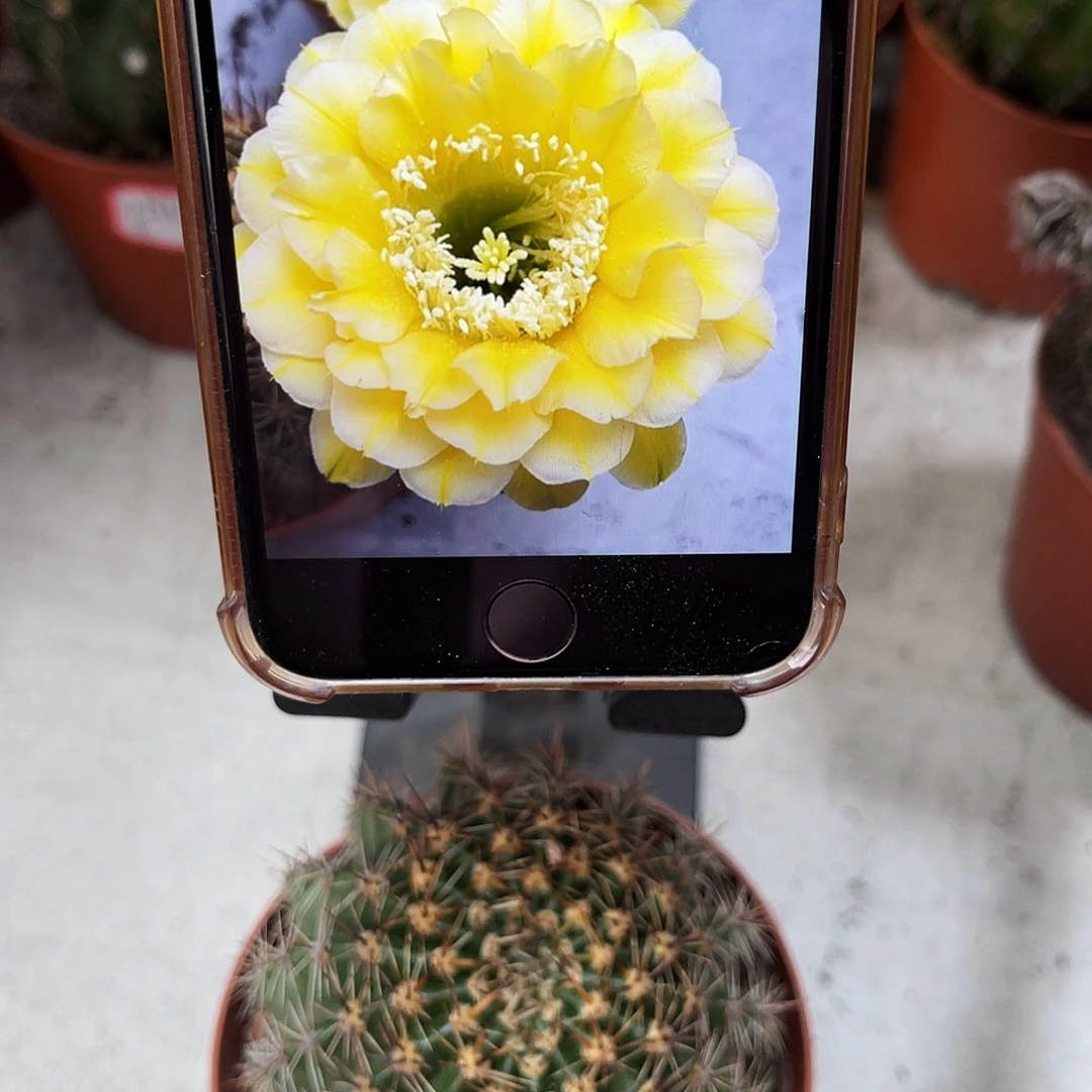 彩草28号黄白7公分左右