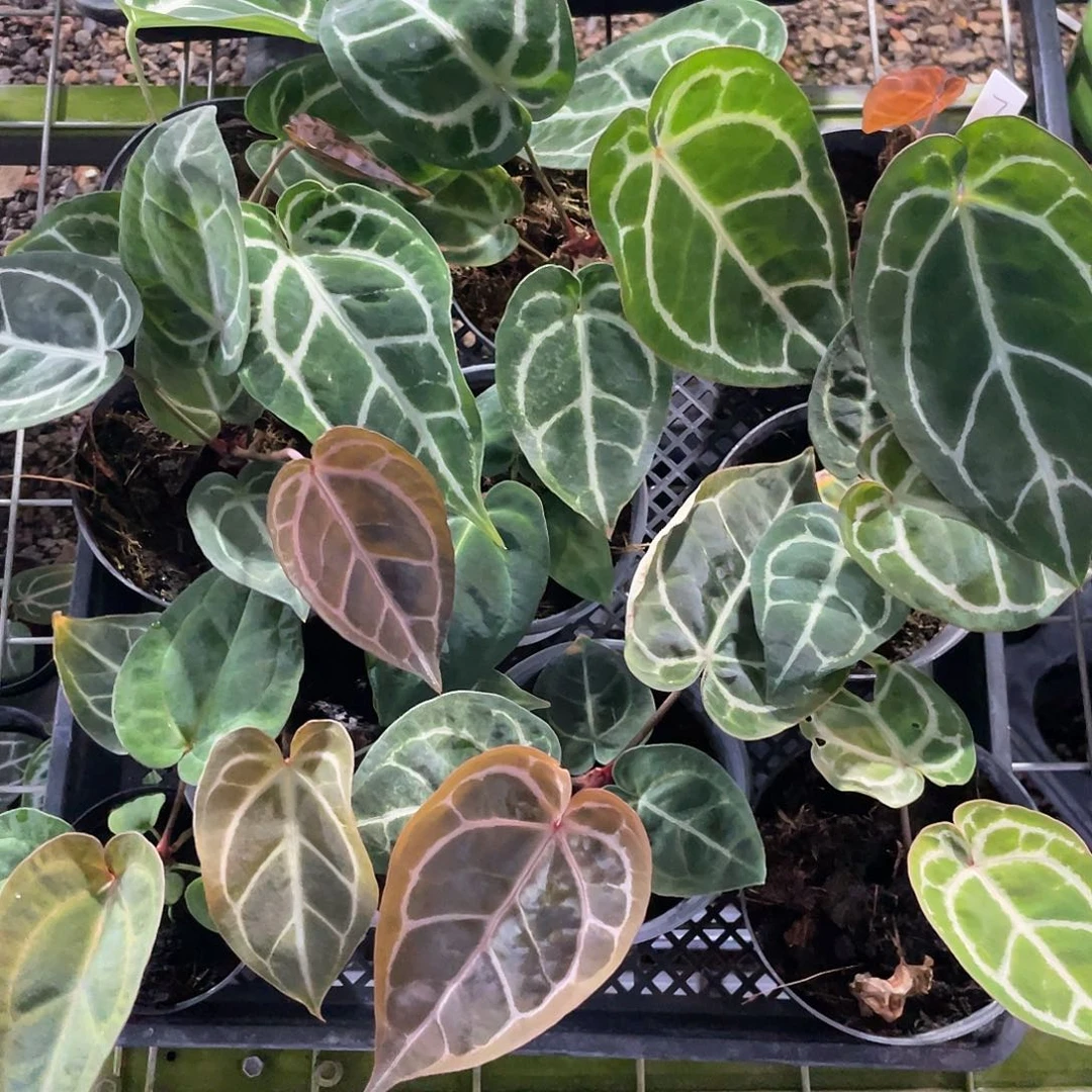 完全开放各种各样杂交10颗脱土发，一物一拍7号