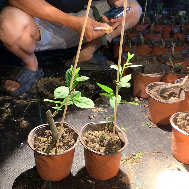 无花朵紫琉璃老鸦柿69