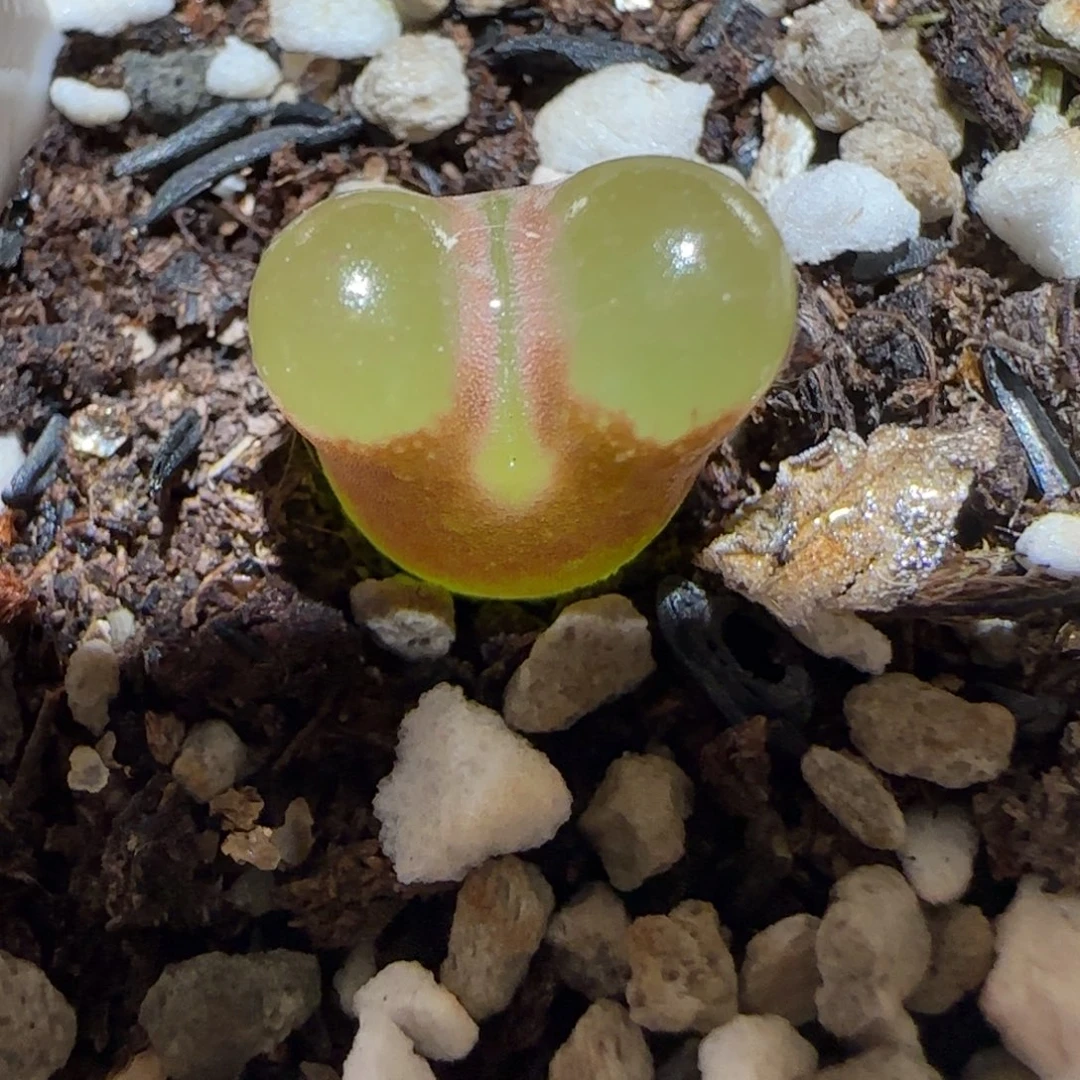 肉锥多肉植物百科-磁铁1557