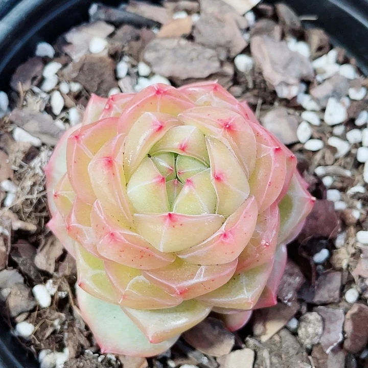 海洋之星35一盆55484545454