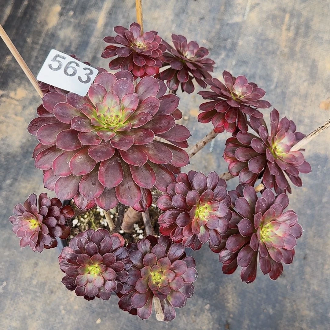 563黑天鹅法师植物