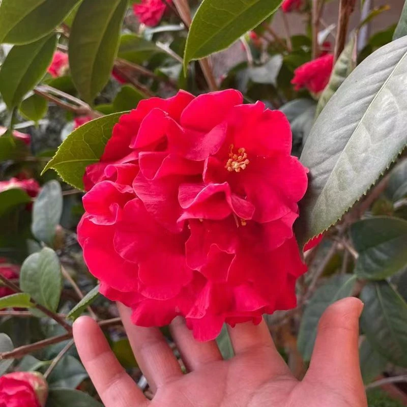 正版帕克斯先生山茶带花苞当年开花花稀有名贵品种云茶云杂花卉