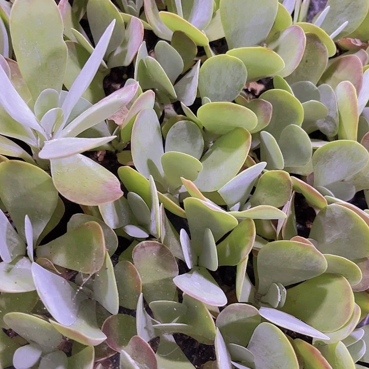 精品唐印多肉植物