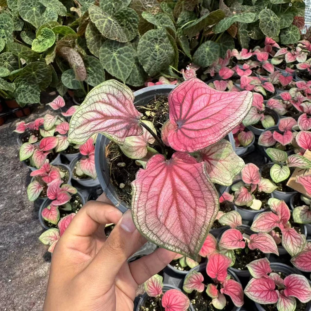 【粉佳人彩叶芋（小鼻嘎）】原盆原土室内好养创意观叶绿植