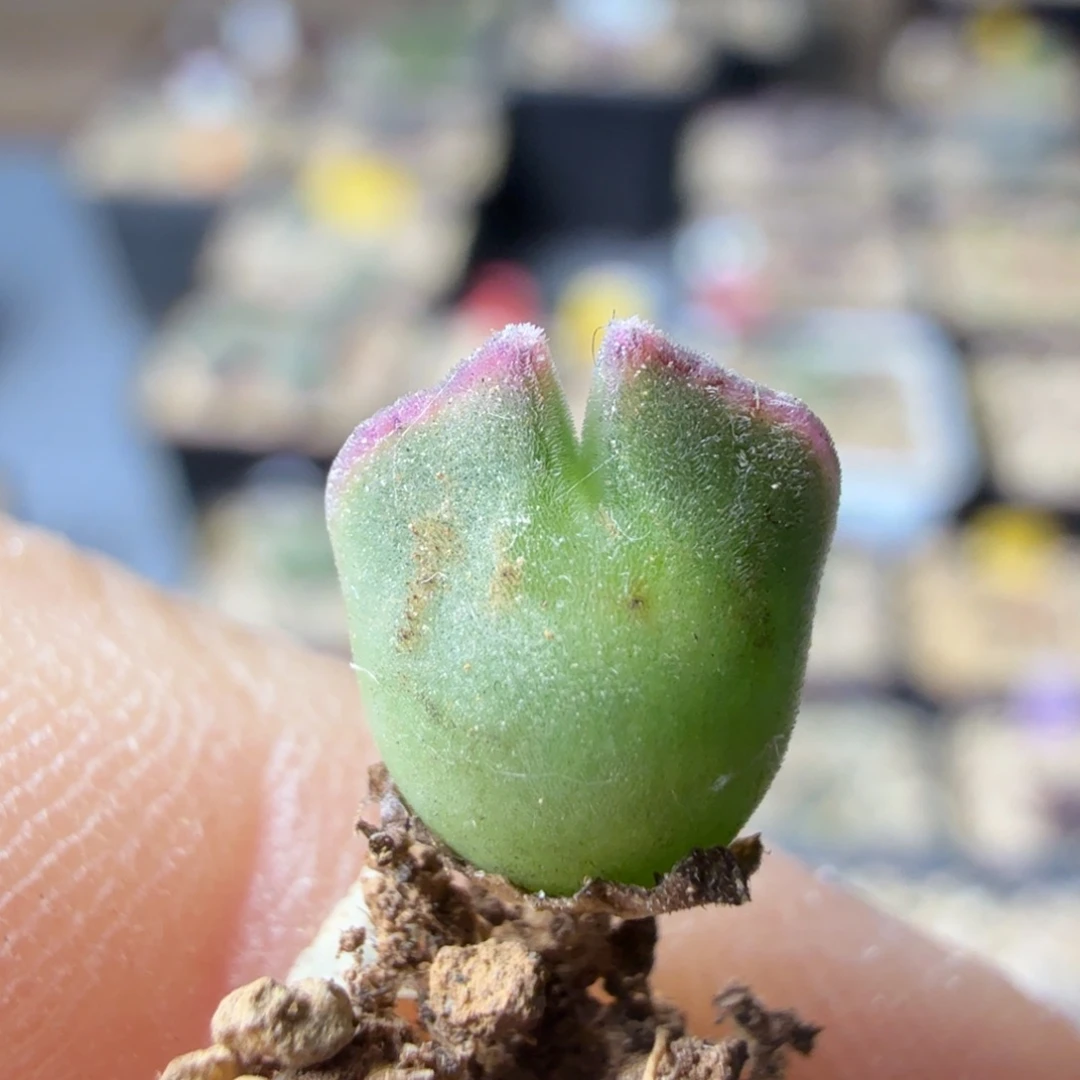 ?***?my种源9-27-c12 毛茸茸