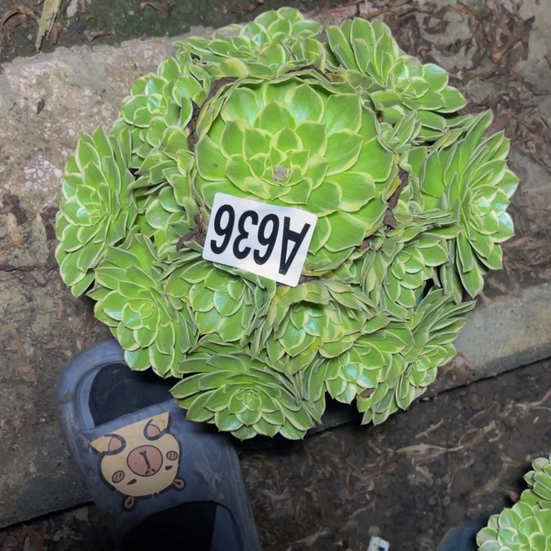海燕法师26////36包邮
