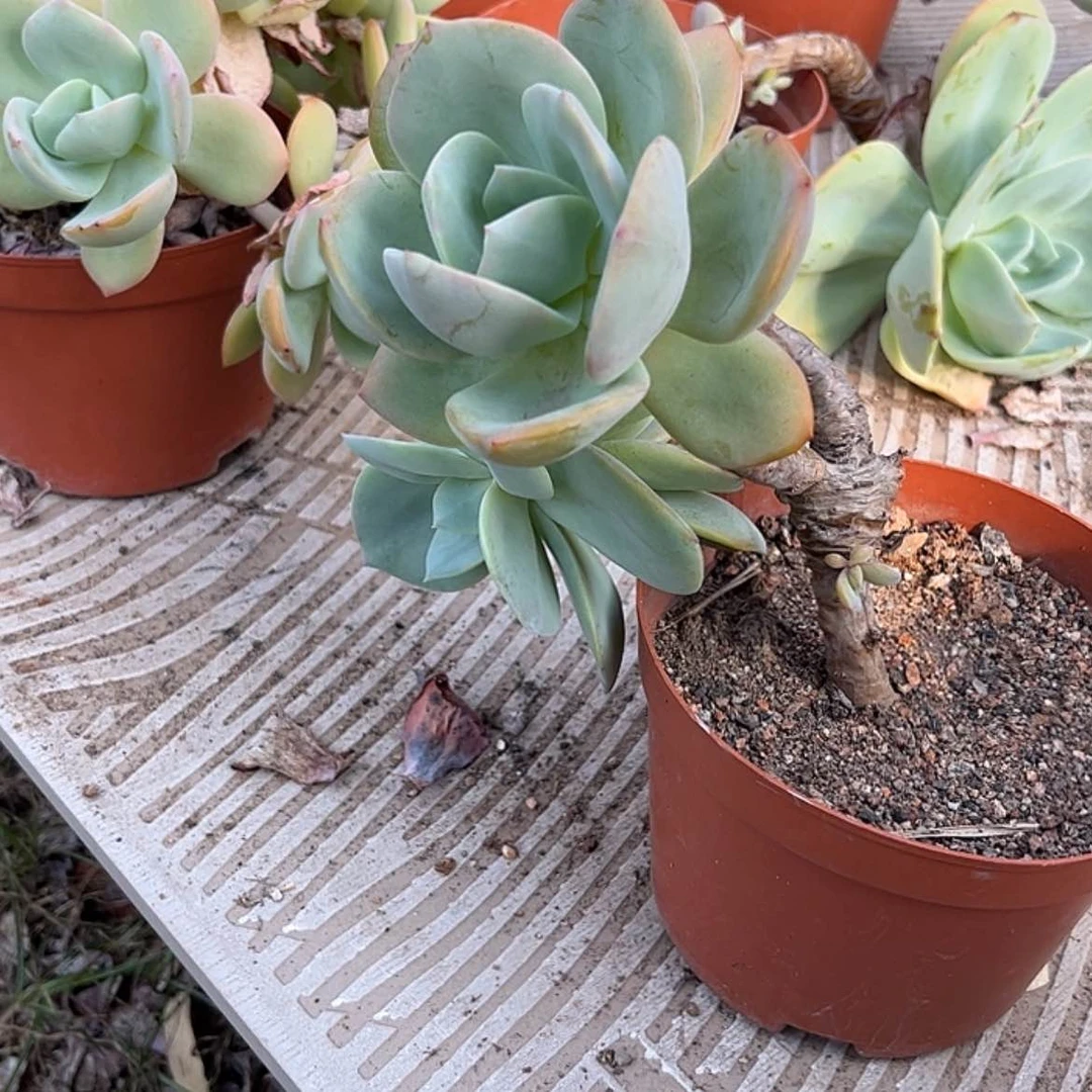 【闪购商品】无花朵小**你