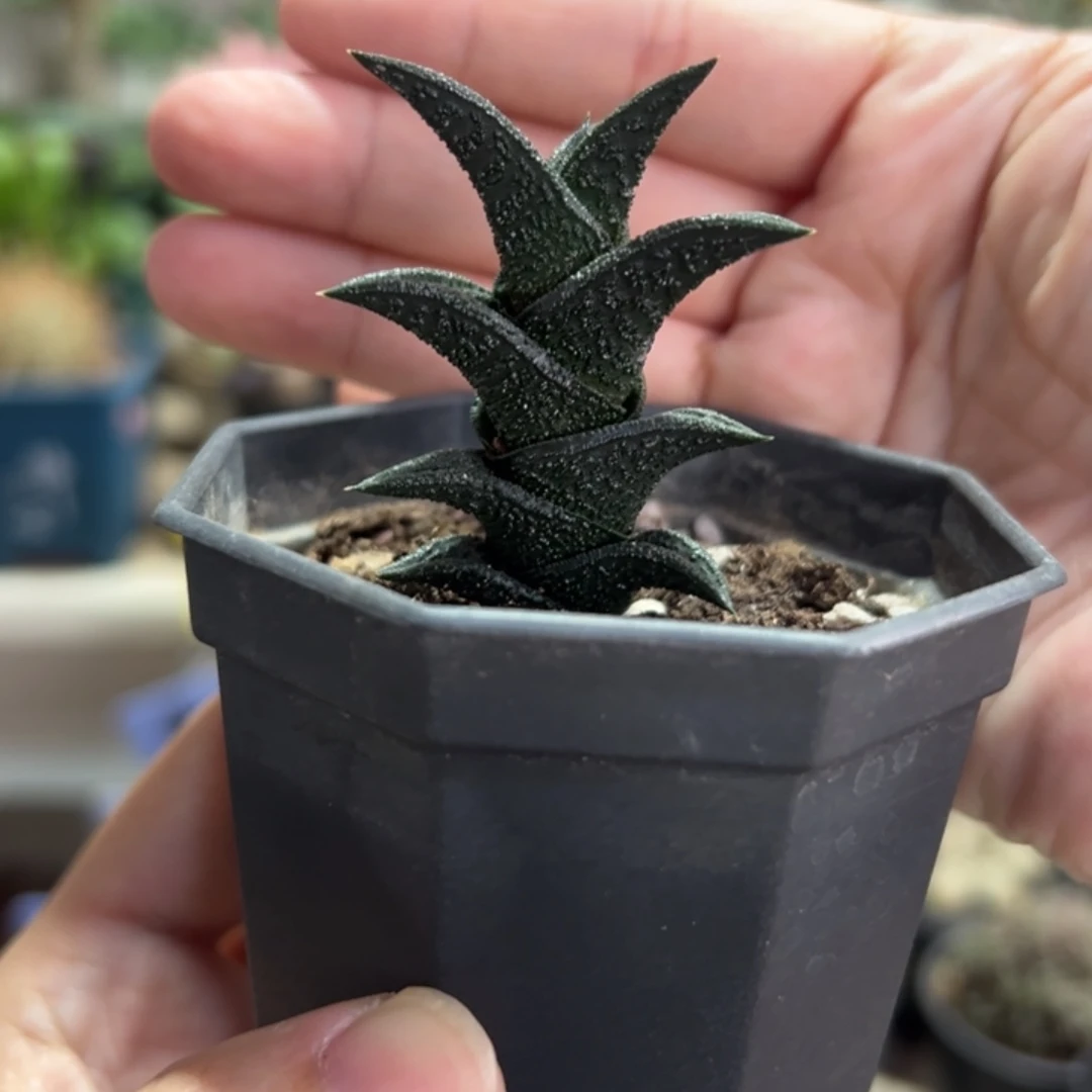 尼古拉带盆11111111