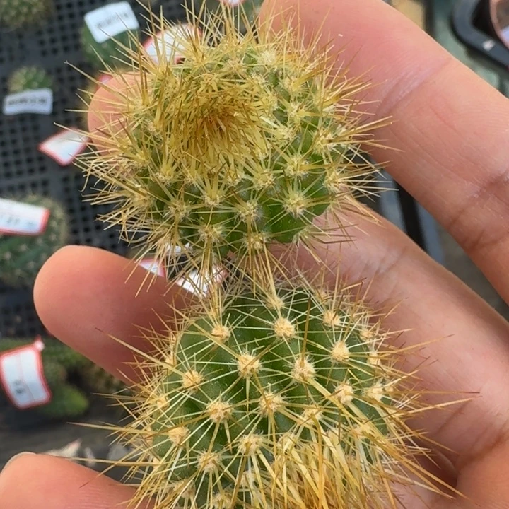 204新品毛花柱歪3公分左右无根侧牙，20包邮