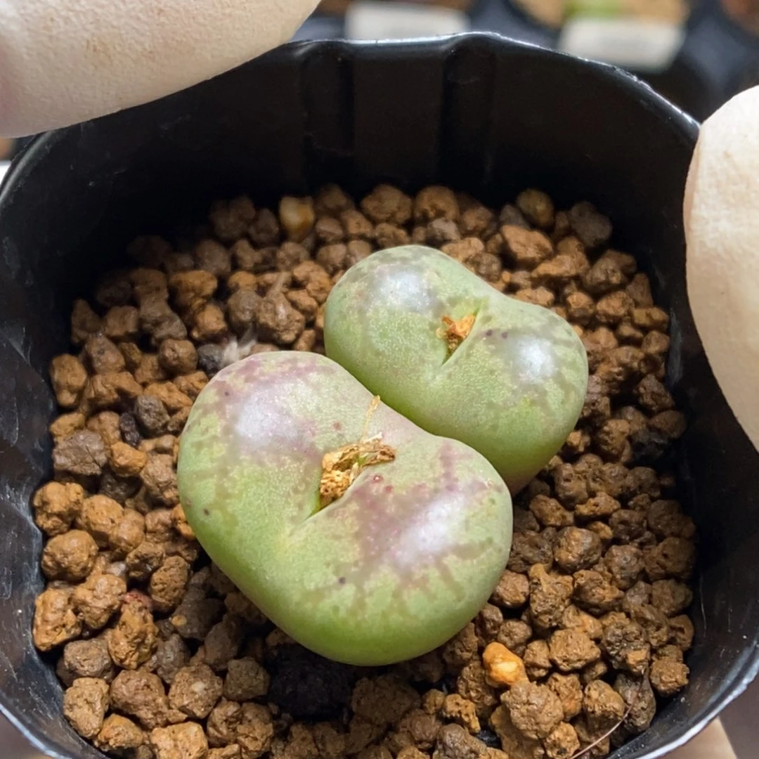 多肉植物肉锥杂交K-724（2.1）安贞杂 烟花窗