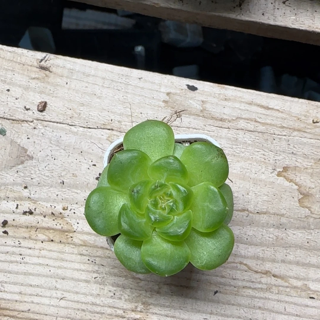 青梅中苗盆桌上一个满25包邮