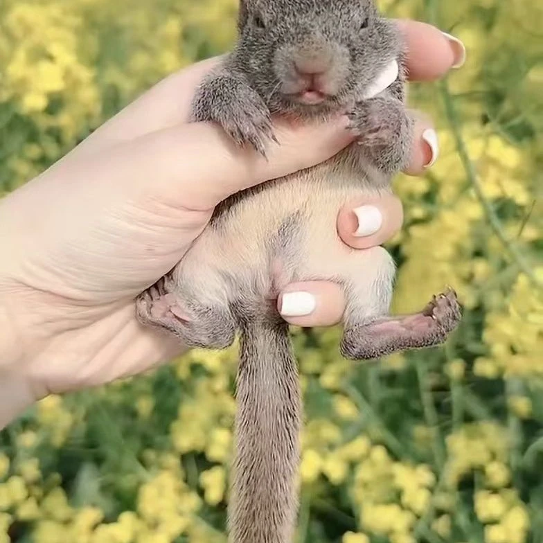 小黄山亲人小宠物温顺可爱适合宿舍家庭饲养宠物