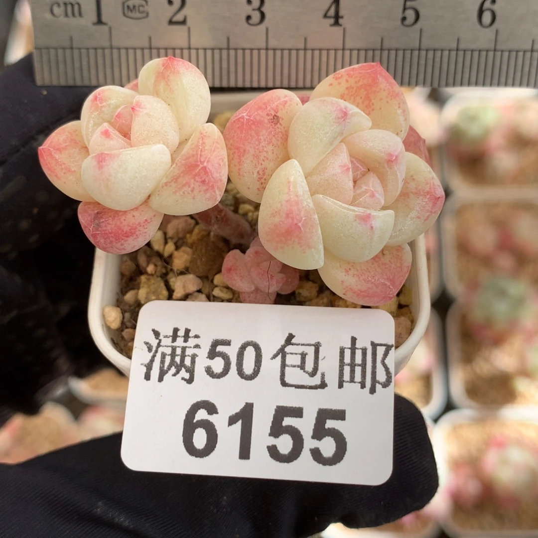 6155双头带崽小树冰玉冠服5