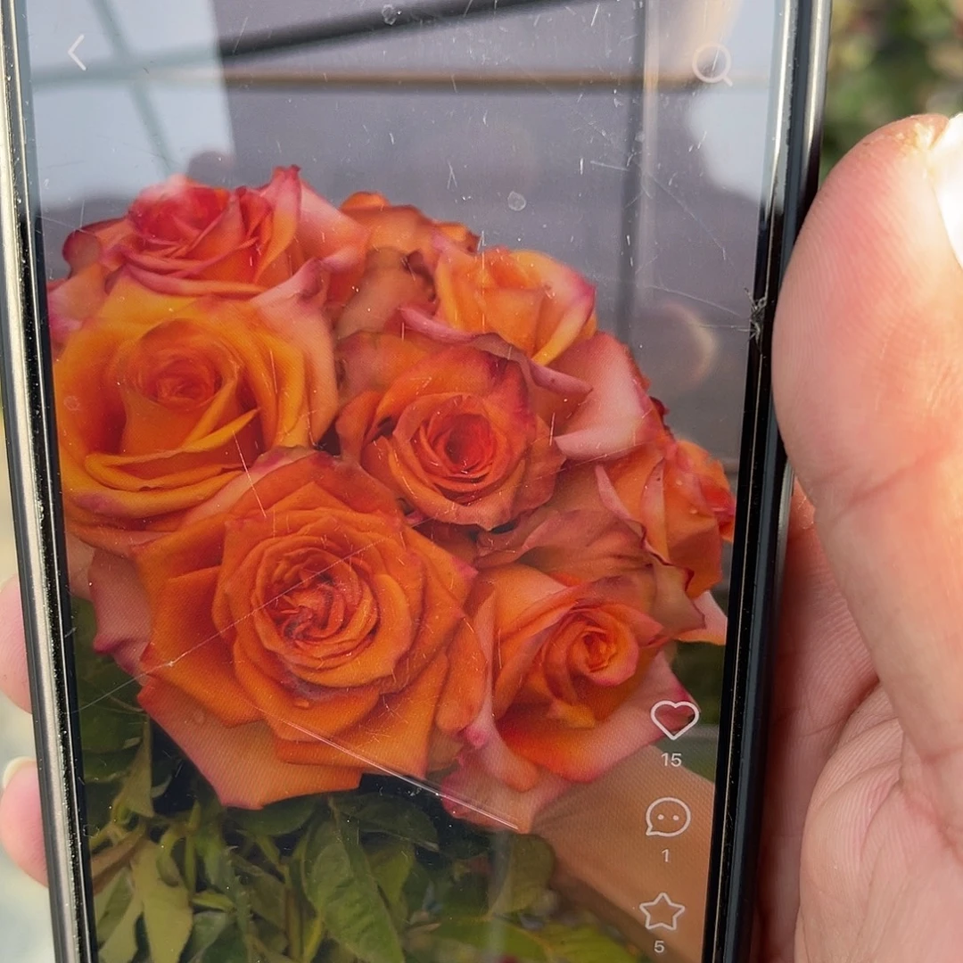 无花朵———斐济 福利款