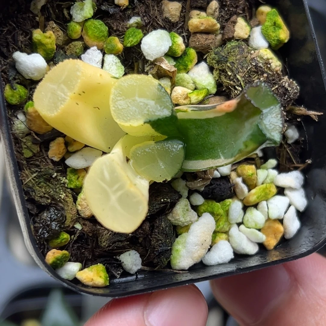 3玉龙万象锦  无根