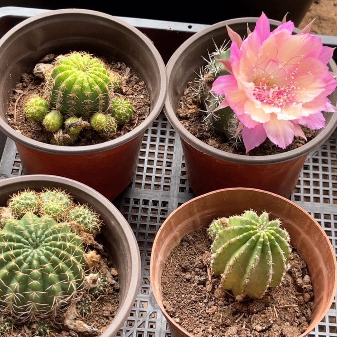 窒***淡丽花 脱土脱盆摘花满20包邮4颗