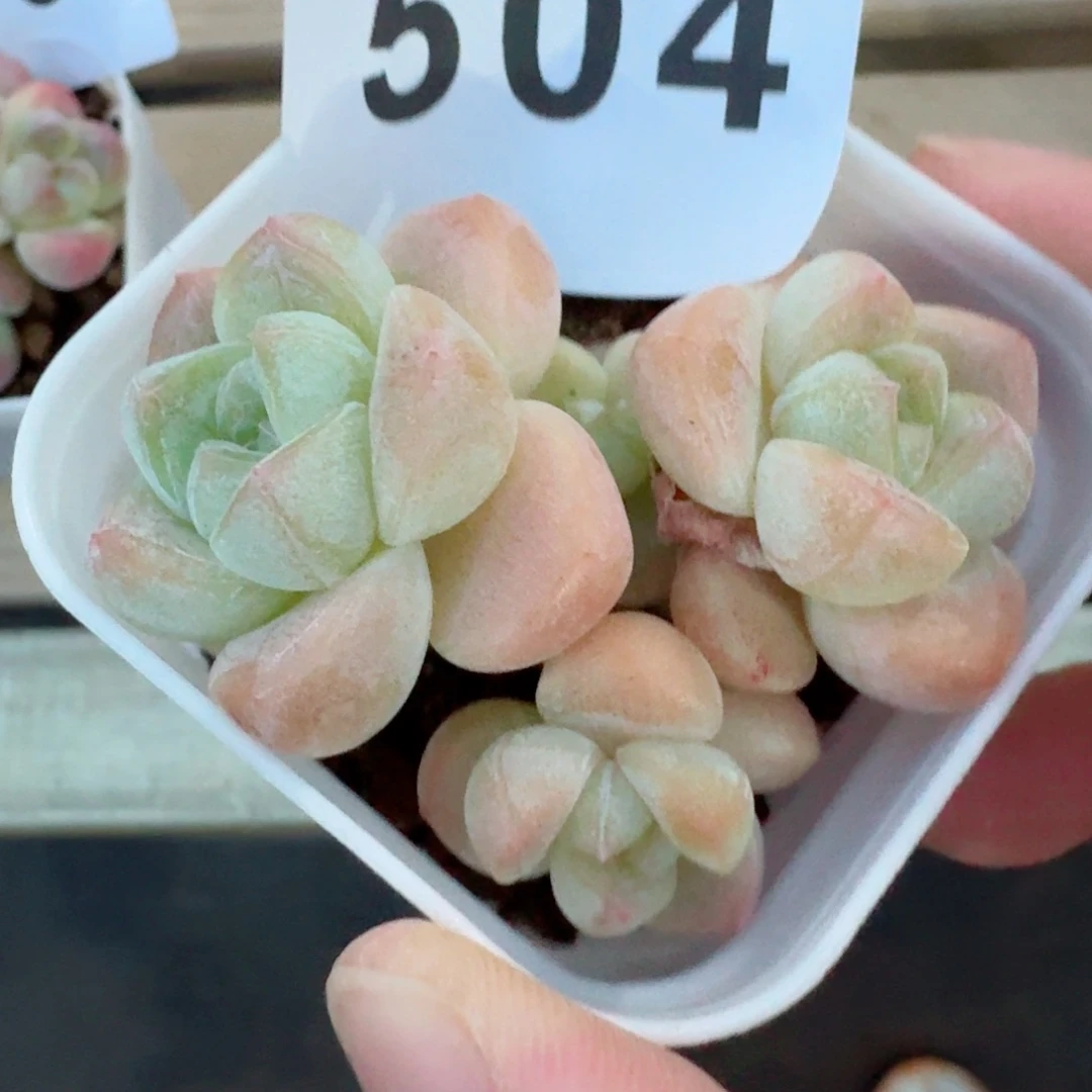 小脸冰玉            精美多肉植物