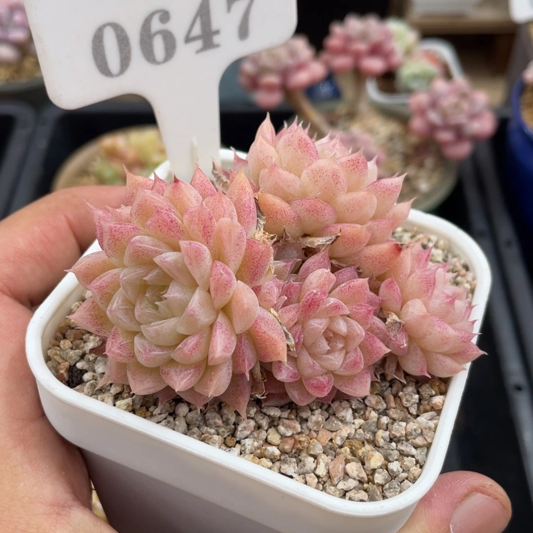 0647麦秆不带盆8厘米