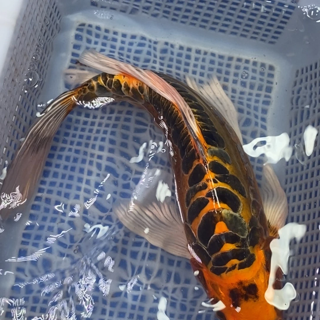 海水鱼冷水锦鲤包邮