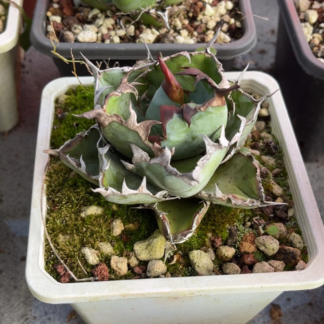 龙舌兰仁王冠蓝鲸