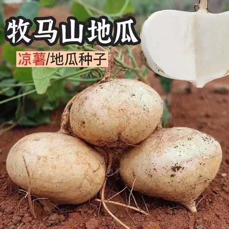 【当季新种】早熟牧马山地瓜凉茹种子大全早熟白地瓜土瓜种籽沙蔬菜