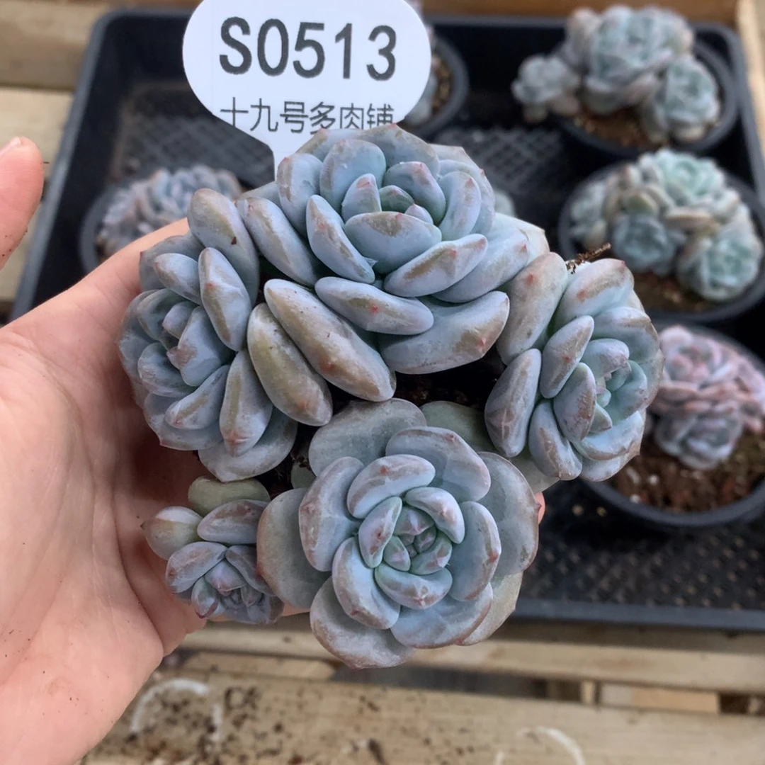 甜****S0513 甜心 专拍突尼斯