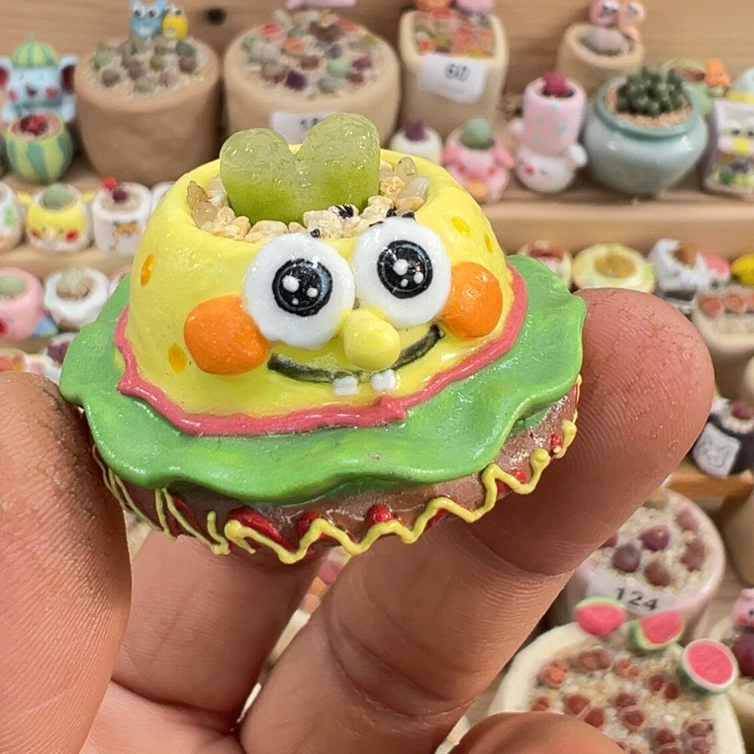 多肉植物2号毛汉尼带盆