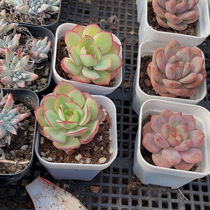 帕拉梅拉带盆土发