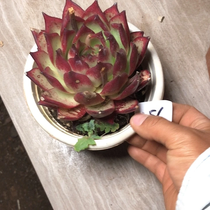 香*儿156////////////////