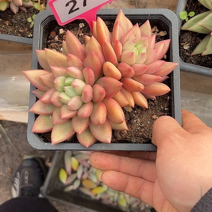 多肉植物米其林274