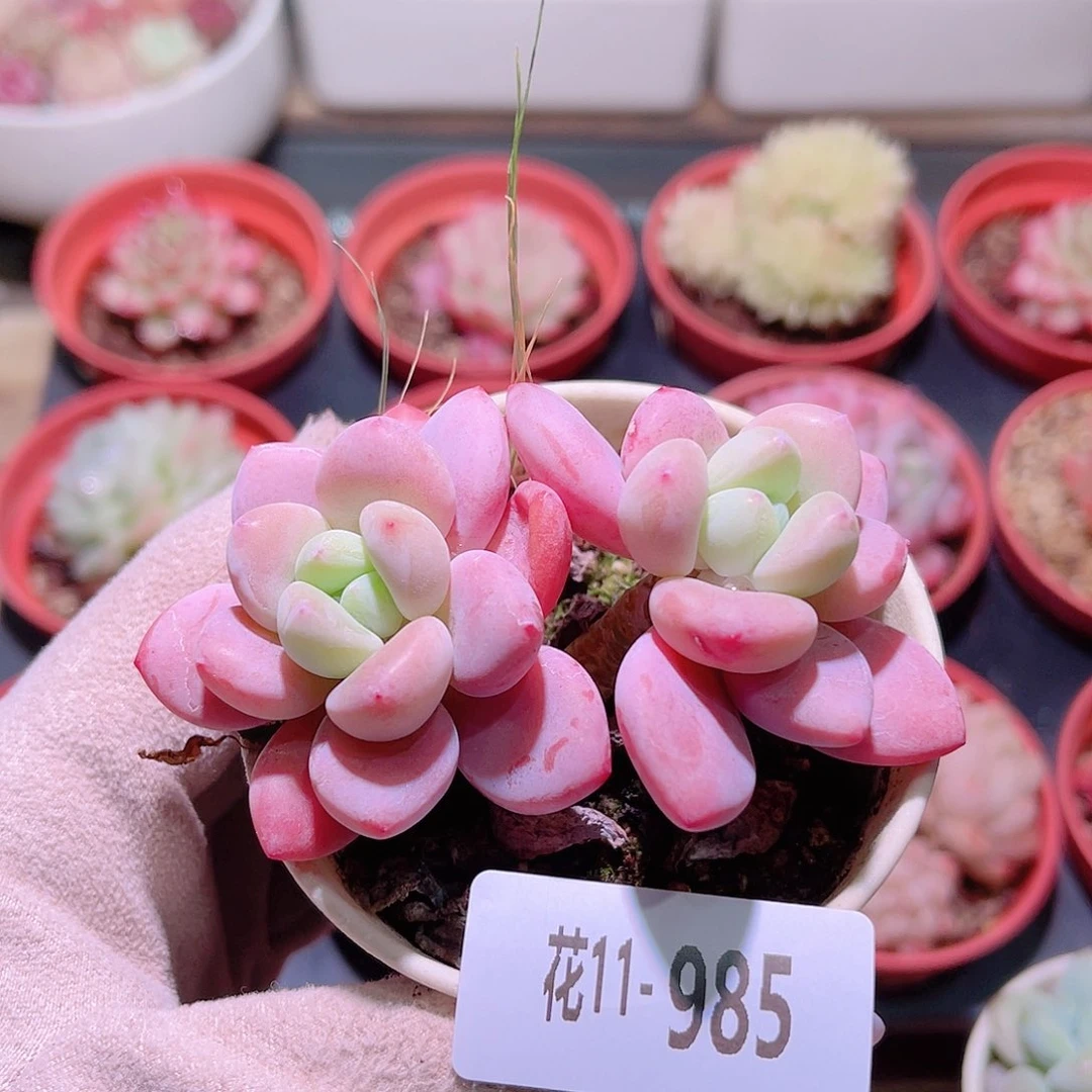 花利美11-985洛神