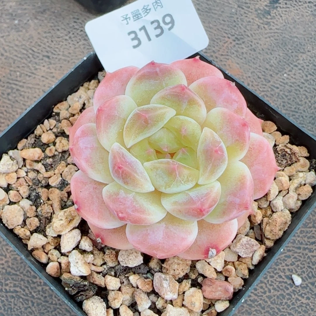 甜橙冰魄，3139多肉植物