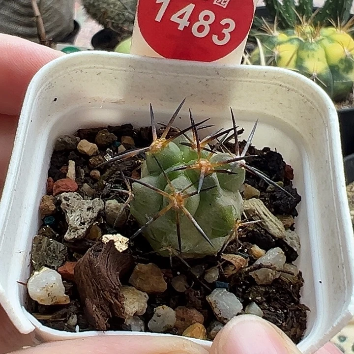 实生狂黑刺龙爪球2.2cm