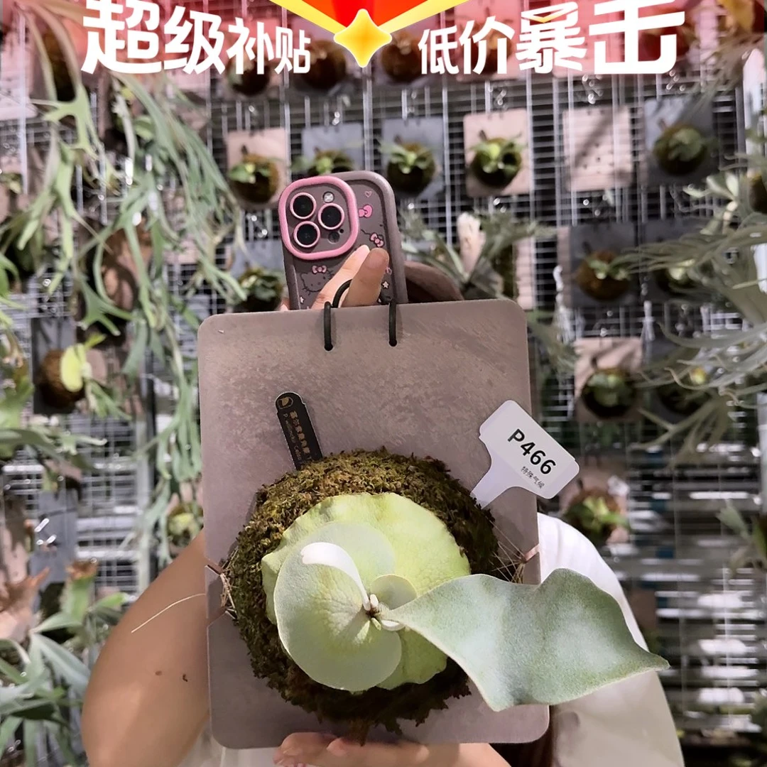 不开花植物P466-赛尔索鹿角蕨tc