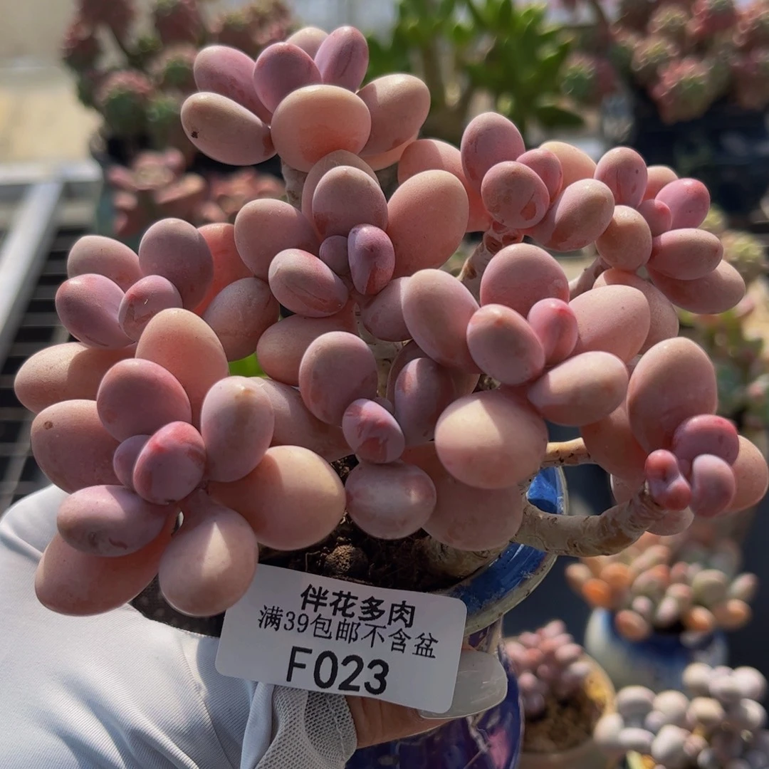 023-老桩桃蛋多肉10cm