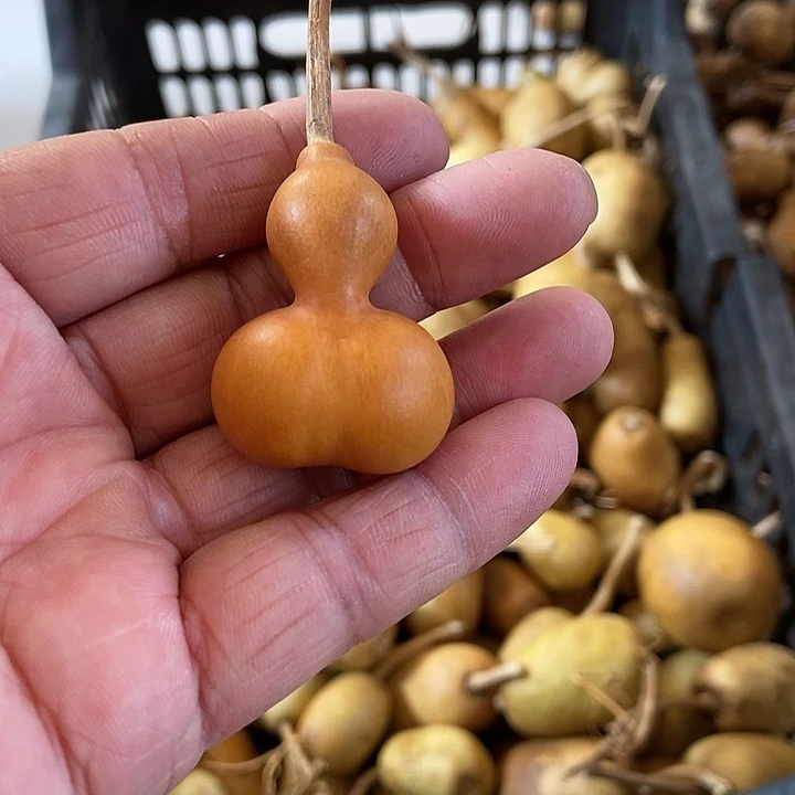 vs b d j s bw vs s