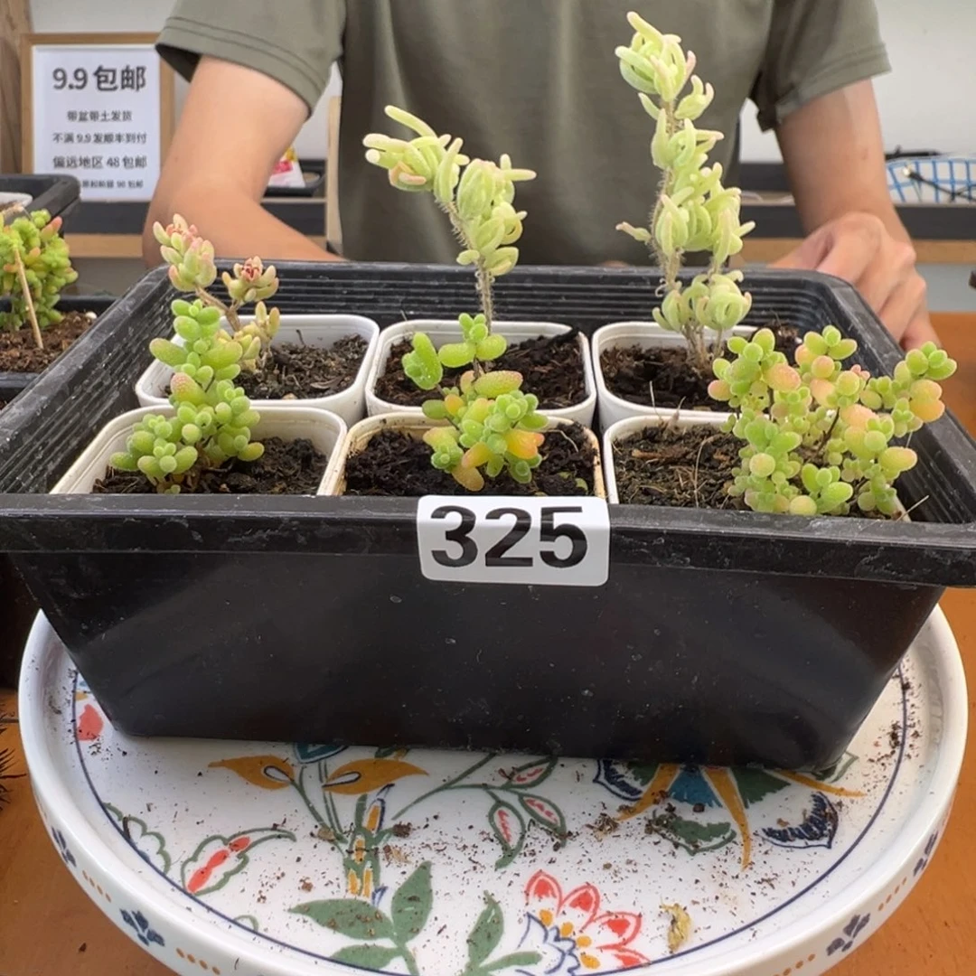 枝干番杏多肉植物325