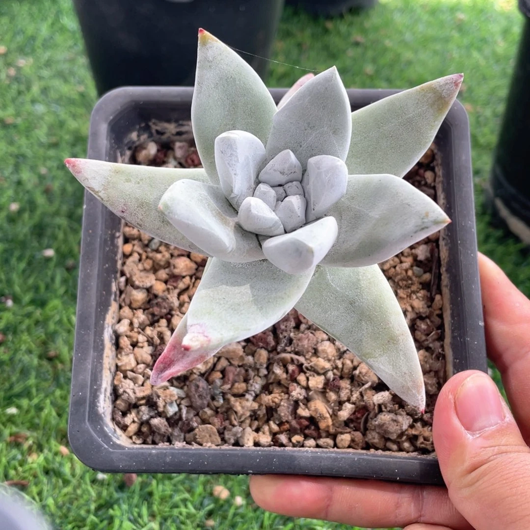 初霜拇指粗桩福利