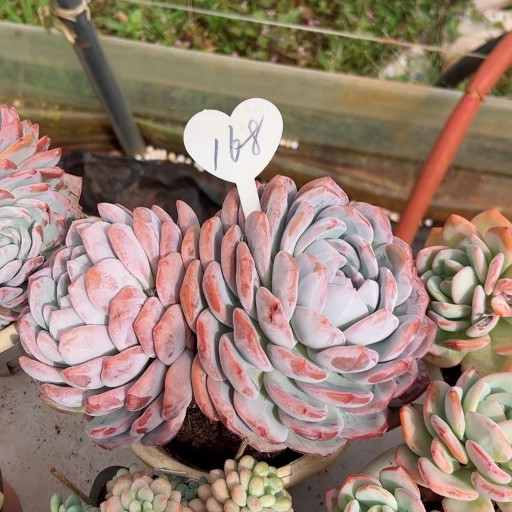 168橙子平平安安健健康康