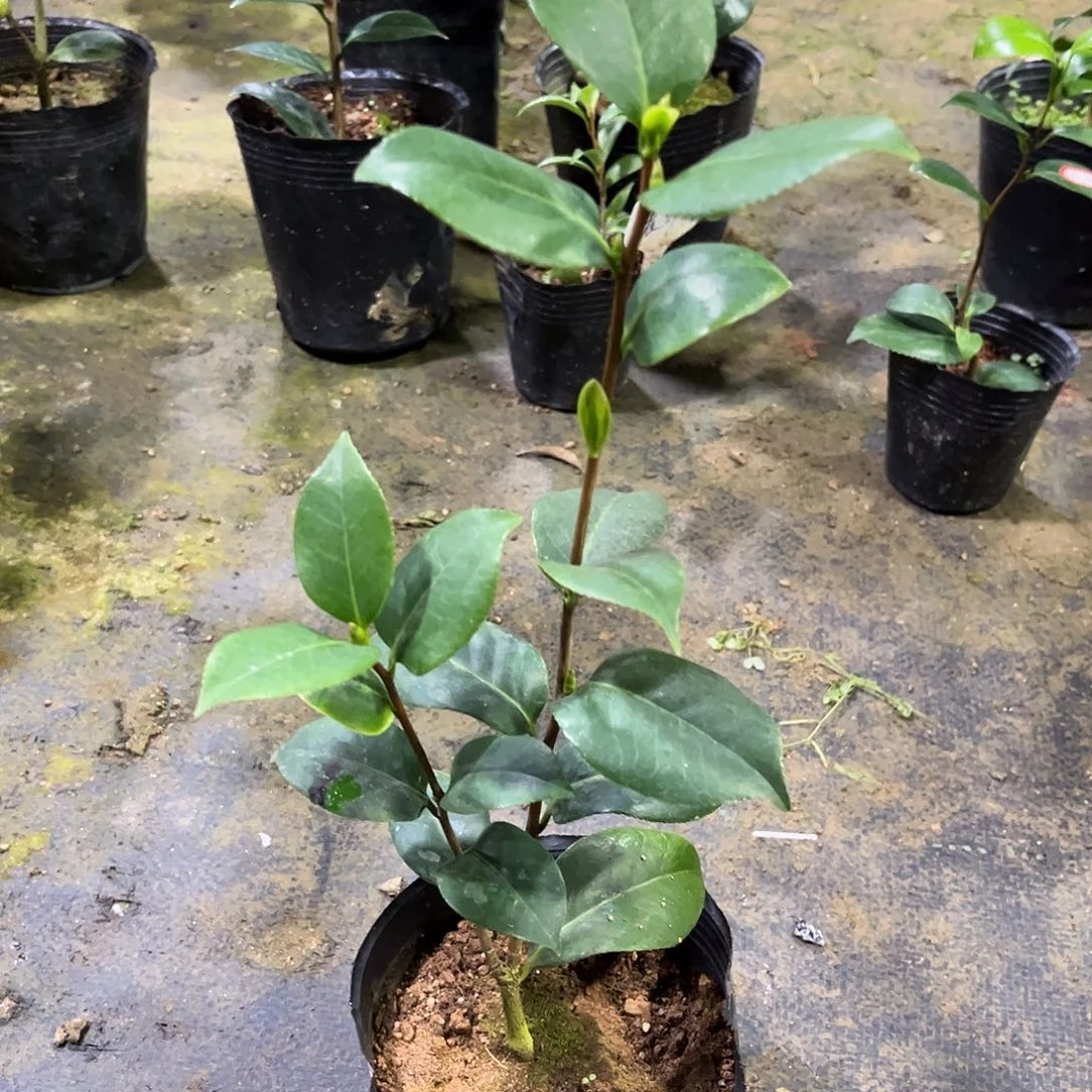 完全开放日系桃太狼