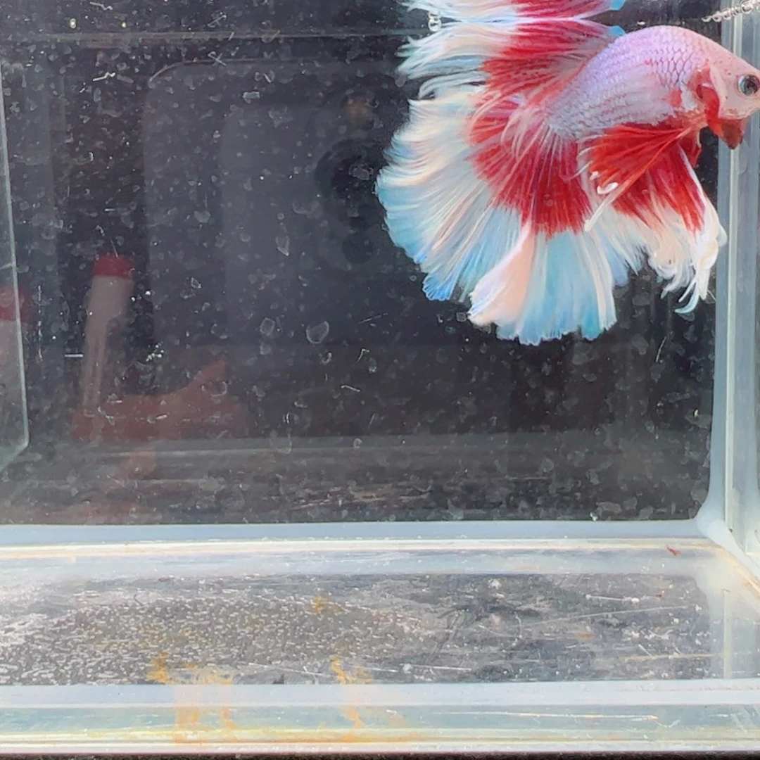 斗鱼浅色仙仙裙特殊尾