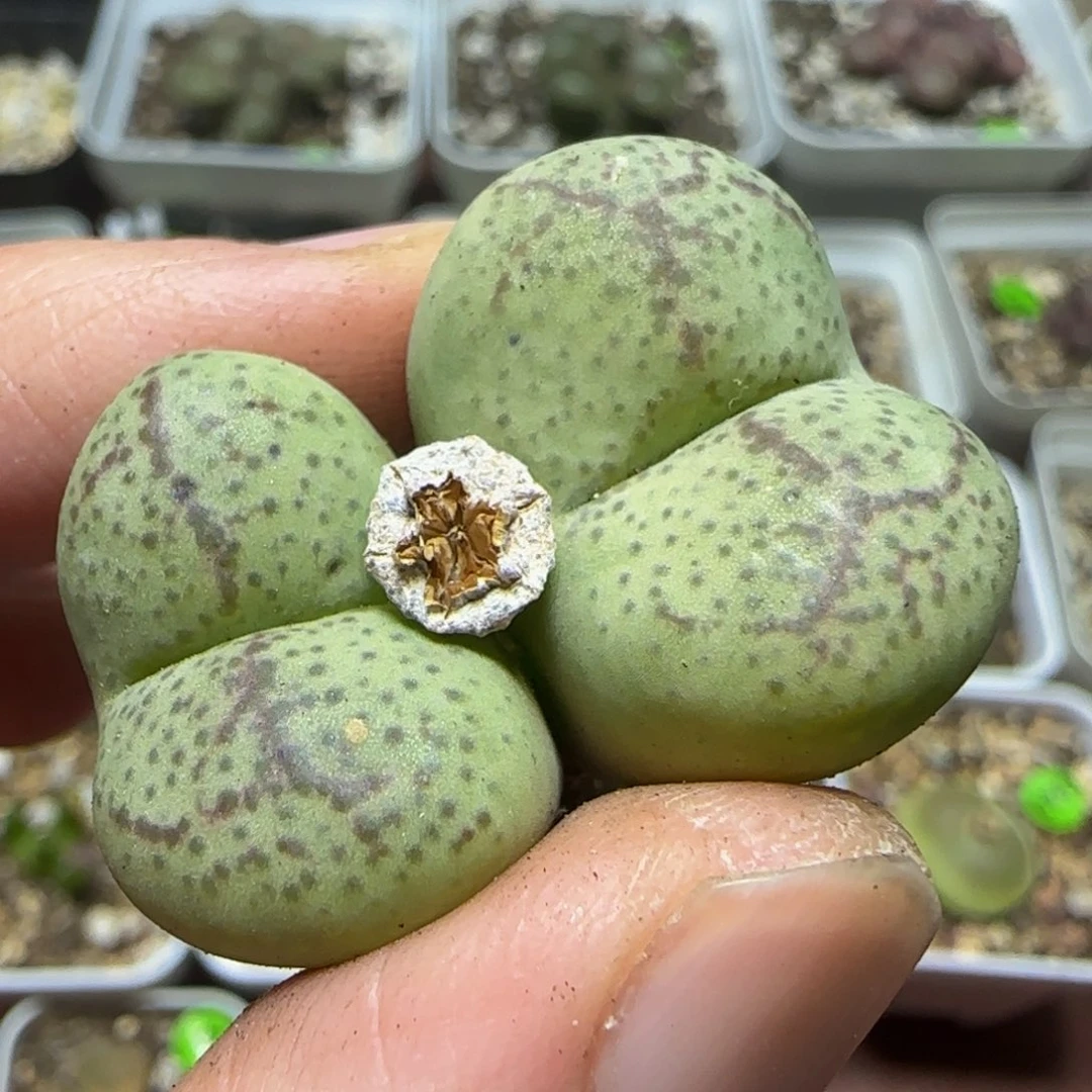 巨无霸杂交多肉植物465