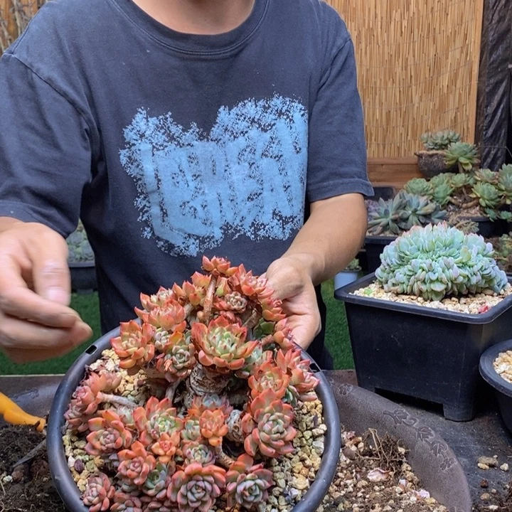小***✧376号海棠花多肉植物