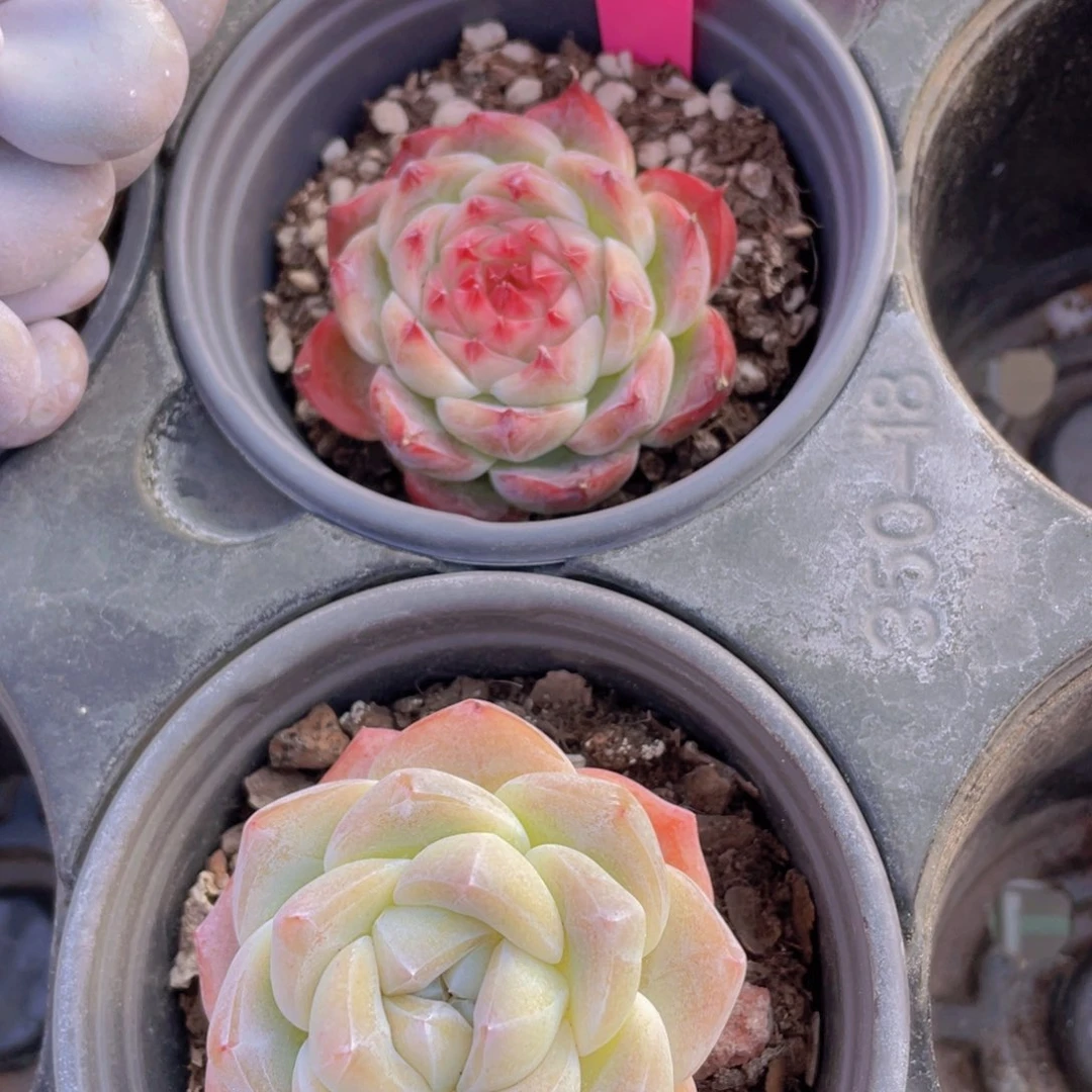 456号 孤品糖心加钻石冰玉