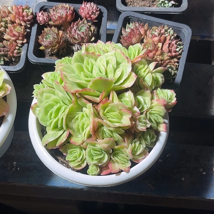 0***0冰玫瑰惊鸿一物一拍包装收缩花旱
